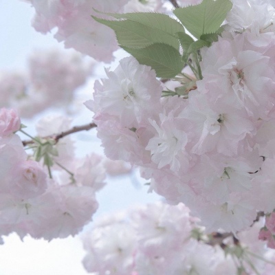 Furry绘画色彩搭配福瑞群